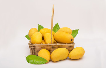 Fresh ripe chaunsa mangoes with green leaf and basket on white