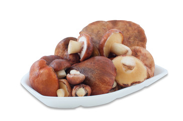 Young, edible wild mushrooms Suillus lie stacked in a container for food of foam on a white background.