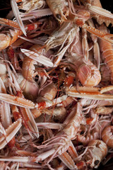 Scampi in a fish store
