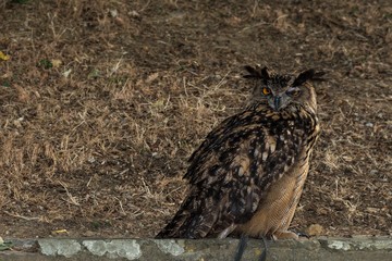 Owl 