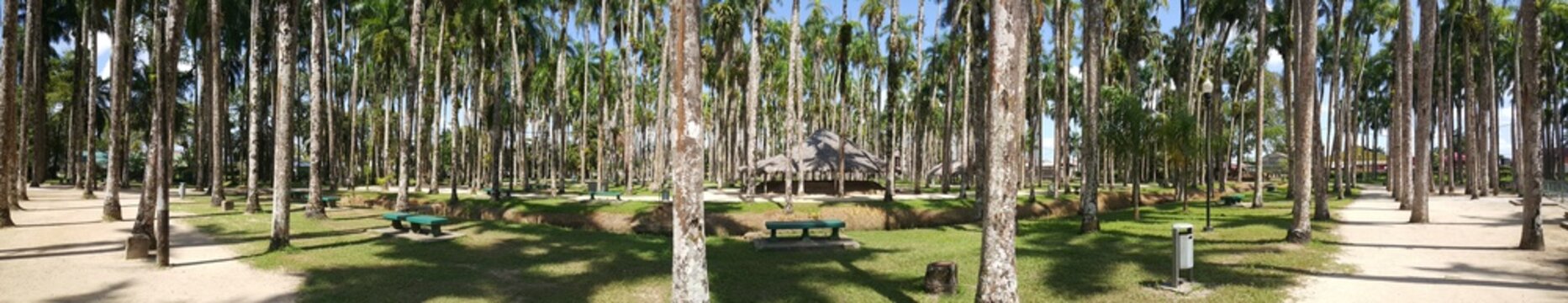 Palm Gardens Panorama