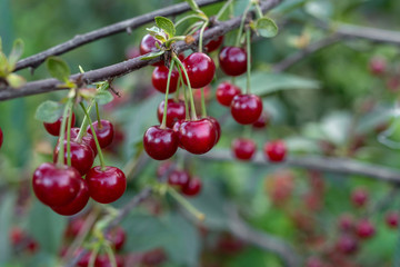ripe cherry on a branch