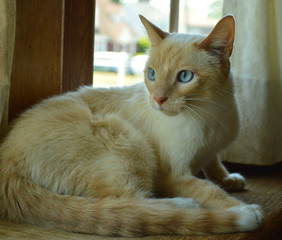 Curious white siamese cat with blue eyes