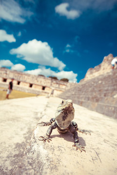 Lizard on Ruinas Mayas
