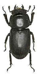 Lesser Stag Beetle on white Background  -  Dorcus parallelipipedus (Linnaeus, 1758) 