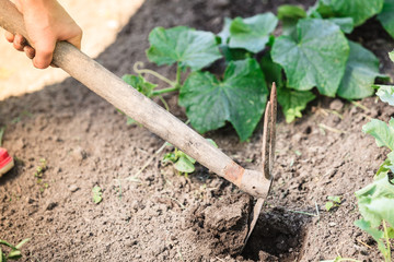 Closeup woman gardener digging soil