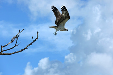 Beautiful osprey takes flight on Fort Myers Beach, Florida


