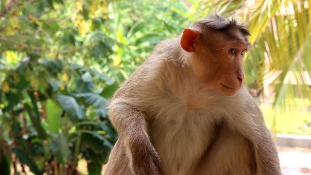 Indian macaques, bonnet macaques, or (lat. Macaca radiata).