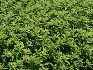 Obraz premium ホソバオケラ