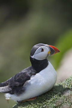 Closeup of a Puffin bird sittng on a ledge
