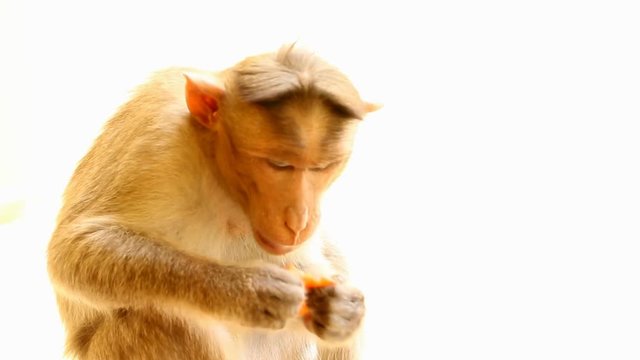 Indian macaques, bonnet macaques, or (lat. Macaca radiata).