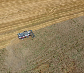 Harvesting wheat harvester