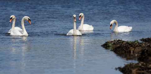 Mute Swan, cygnus olor
