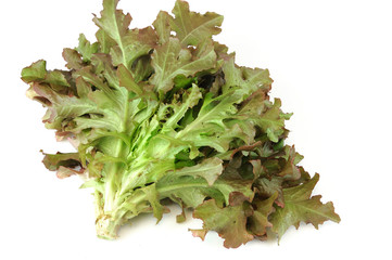 fresh lettuce isolated on the white background