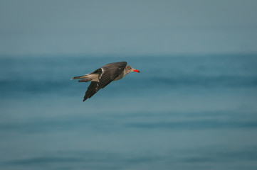 Adolescent, non-breeding Heerman's Gull flies over the waves to find food.