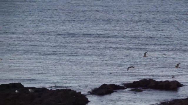 Birds flying along the coastline