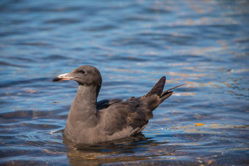 Juvenile Heerman's Gull waits patiently for a chance to find food.