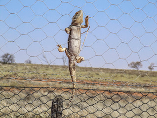 Bearded dragon climbing fence outback Australia