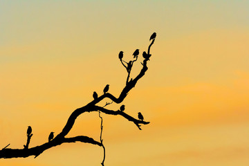 Fototapeta na wymiar Silhouette of birds in tree on dusk.