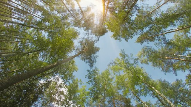 UltraHD video - Mixed forest. Pines and birches. The tops of the trees on a sunny day