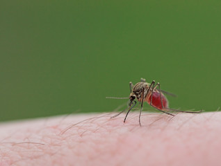 Mosquito