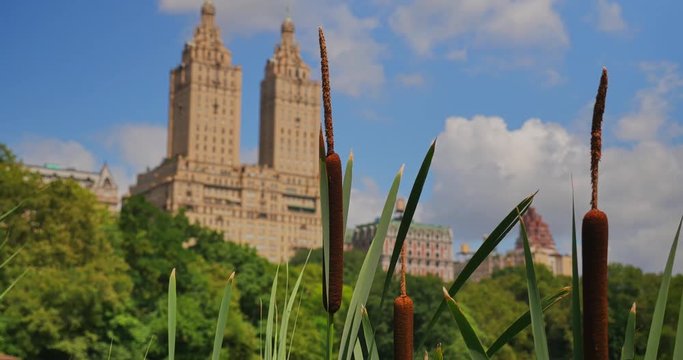 NEW YORK - Circa July, 2016 - A day establishing shot of upscale apartment buildings near Central Park as seen through cattails near the Lake.  	