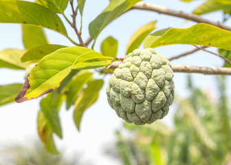 Fototapeta premium Custard apple raw agriculture on tree