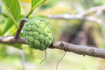 Fototapeta premium Custard apple raw agriculture on trees