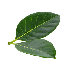 Green jackfruit leaf isolated on white background