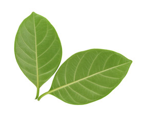 Obraz premium Green jackfruit leaf isolated on white background