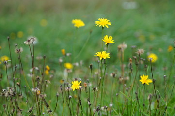 Cat's ear (hypochoeris radicata) - in the meadow.