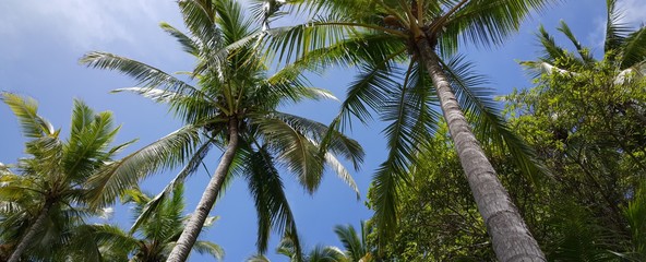 Obraz premium Palmtrees in the sky