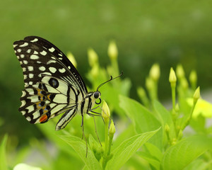 butterfly on flower