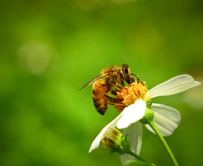 bee on flower
