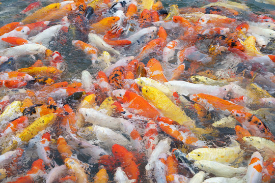 Background of hungry colorful Koi fish