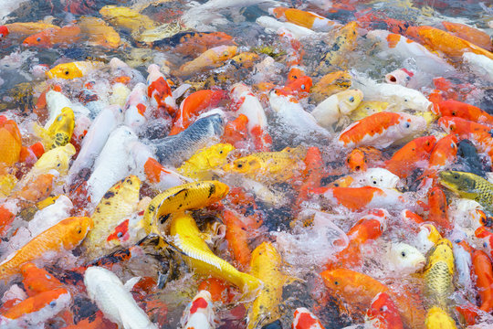 Background of hungry colorful Koi fish