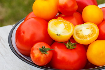 Tomatoes in metal bowl in garden on sunny day