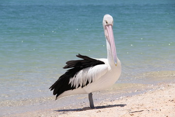 Pelican in Monkey Mia
