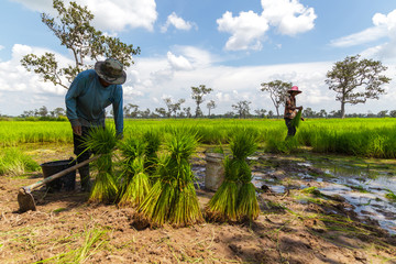 Farmers working in rice field