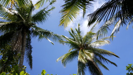 Fototapeta na wymiar Palmtrees in the sky