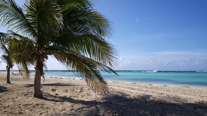 Palmtree on Baby beach