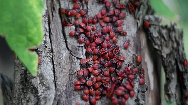 Pyrrhocoris apterus (firebug. bug soldier)