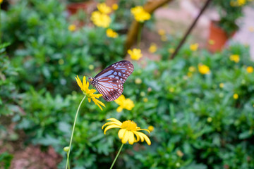 Close up of butterfly seeking nectar on a flower