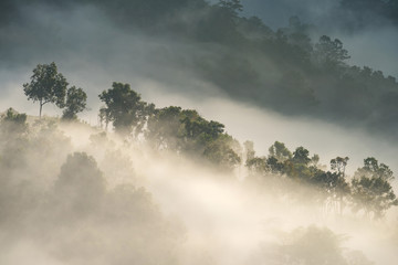 Las i poranna mgła - 116515304