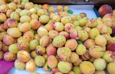 Red and orange apricots for sale at farmers market. Georgia