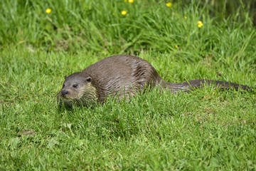 Otters on riverbank in lush green grass of Summer in sunlight