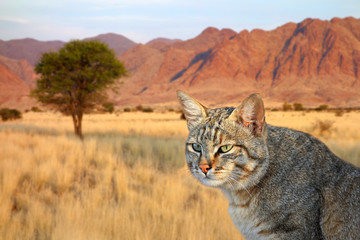 Portrait of an African wild cat (Felis silvestris lybica), South Africa. © EcoView