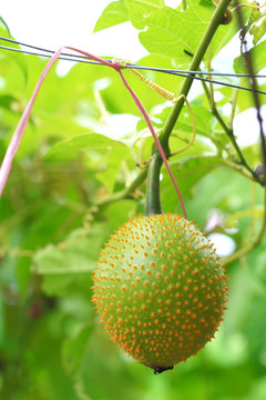 Gac,Baby jackruit,Spiny bitter gourd,Sweet grourd or cochinch,Very delicious and medicinal 