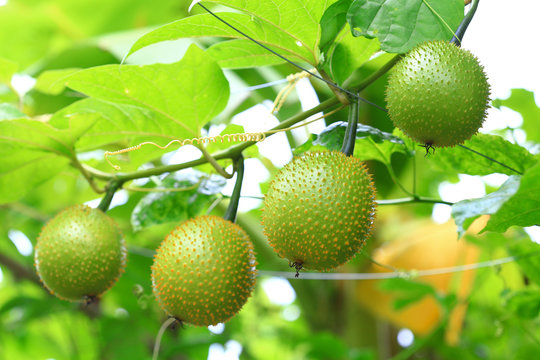 Gac,Baby jackruit,Spiny bitter gourd,Sweet grourd or cochinch,Very delicious and medicinal 
