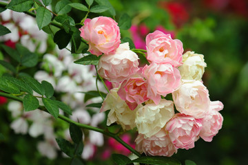 Bunch pink roses in soft blur background